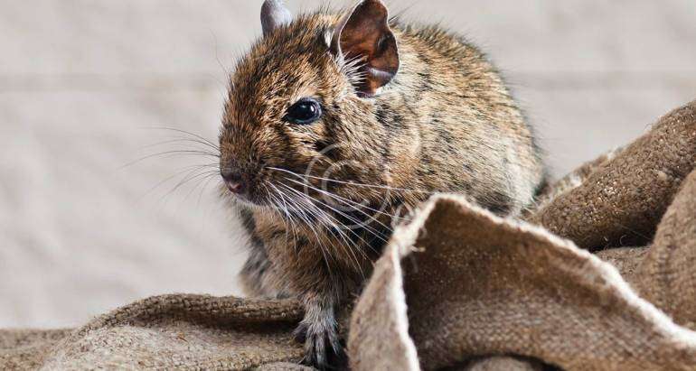 Mice, Rats & Pest Extermination