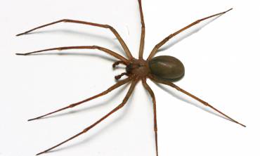 Brown Recluse Spider