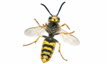 Wasps or Yellow Jackets