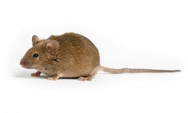 House Mouse