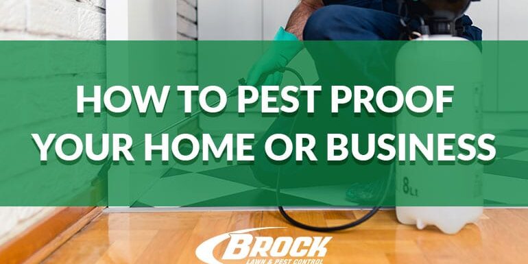 BrockPest_Blog_How-to-pest-proof-your-home-or-business How to pest-proof your home or business. Text over a green background with pest exterminator spraying a kitchen for bugs.