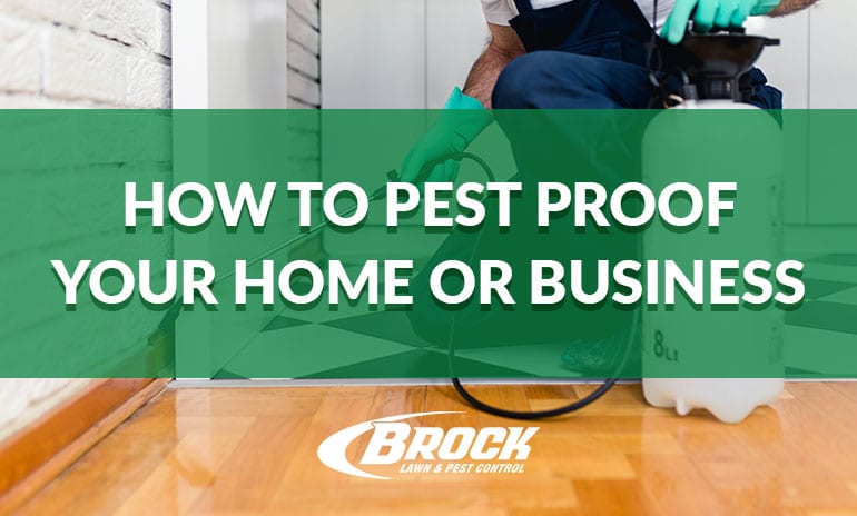 How to pest-proof your home or business. Text over a green background with pest exterminator spraying a kitchen for bugs.