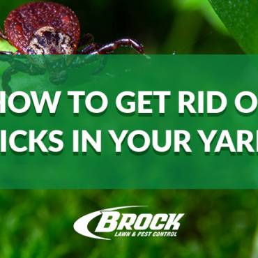 Tips to Get Rid of Ticks In Your Yard