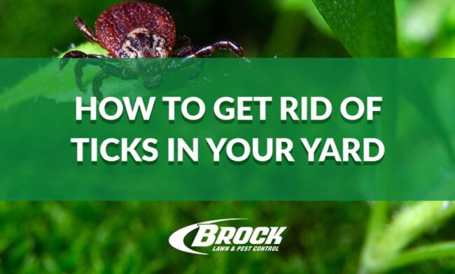 How to get rid of ticks in your yard with Brock Pest Control's solutions in Panama City, Panama City Beach, 30a, Ft. Walton Beach, Callaway, Lynn Haven, and Southport, Florida