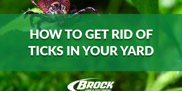 BrockPest_BlogImage_How-to-get-rid-of-ticks-in-your-yard How to get rid of ticks in your yard with Brock Pest Control's solutions in Panama City, Panama City Beach, 30a, Ft. Walton Beach, Callaway, Lynn Haven, and Southport, Florida