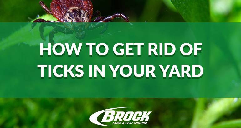 Tips to Get Rid of Ticks In Your Yard