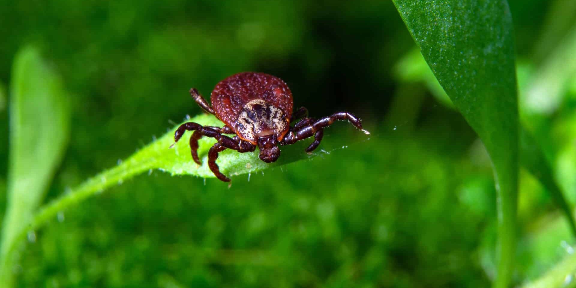 BrockPest_BlogImage_How-to-get-ride-of-ticks-in-your-yard