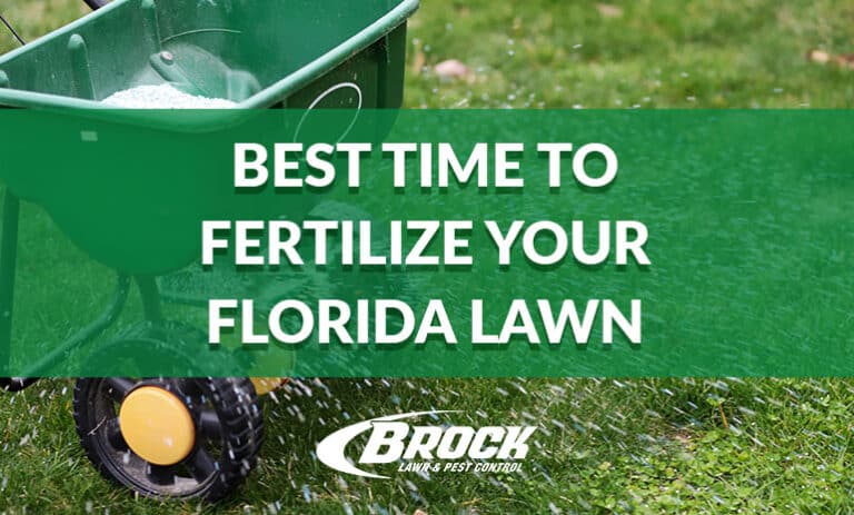 Best Time To Fertilize Your Florida Lawn