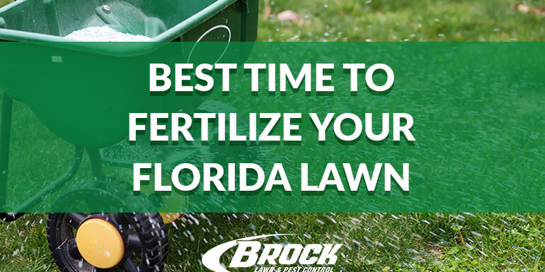 Best Time To Fertilize Your Florida Lawn