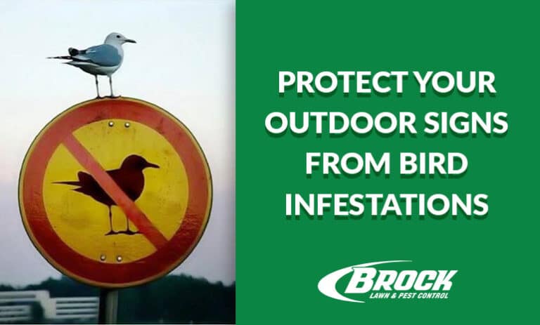 Protect Your Outdoor Signs from Bird Infestations