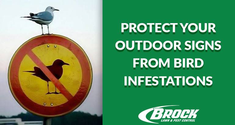 Protect Your Outdoor Signs from Bird Infestations