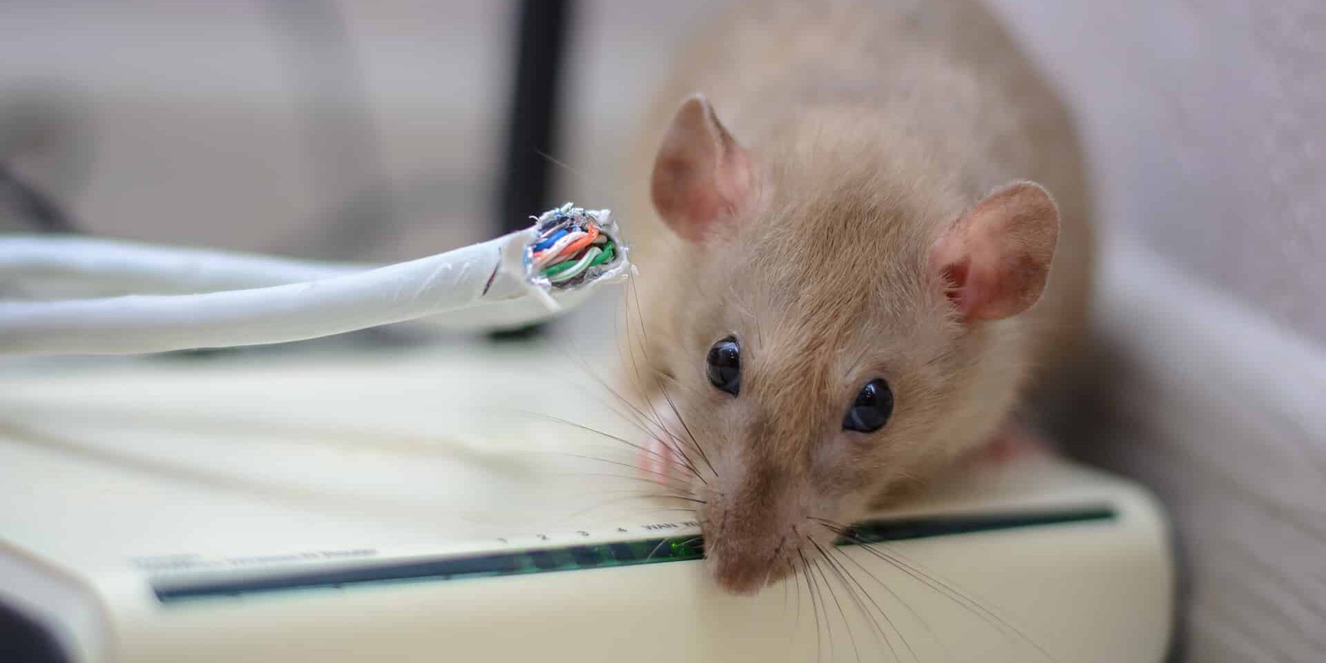 BrockPest_BlogImage_How-to-protect-your-home-or-business-from-mice