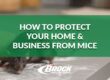 How to proect your home & business from mice