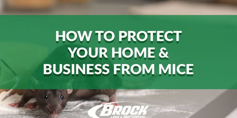 BrockPest_How-to-protect-your-home-or-business-from-mice How to proect your home & business from mice