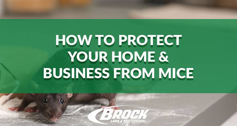 How to Protect Your Home & Business From Mice