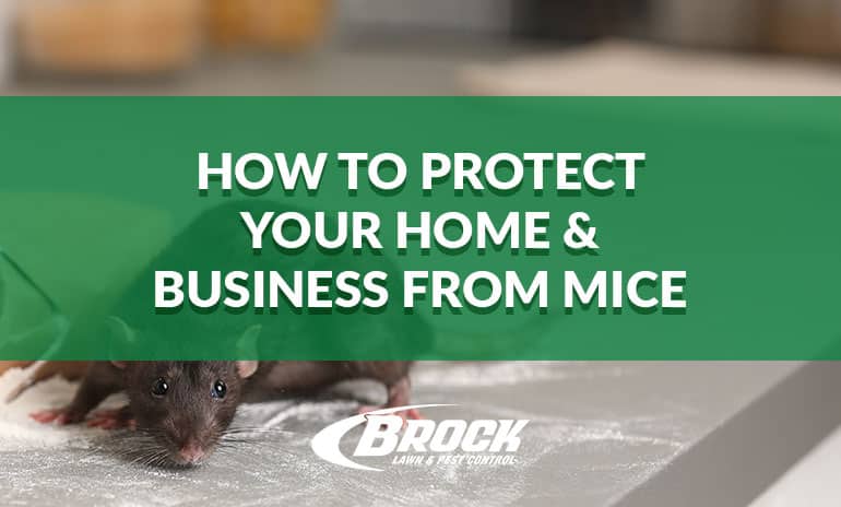 How to Protect Your Home & Business From Mice