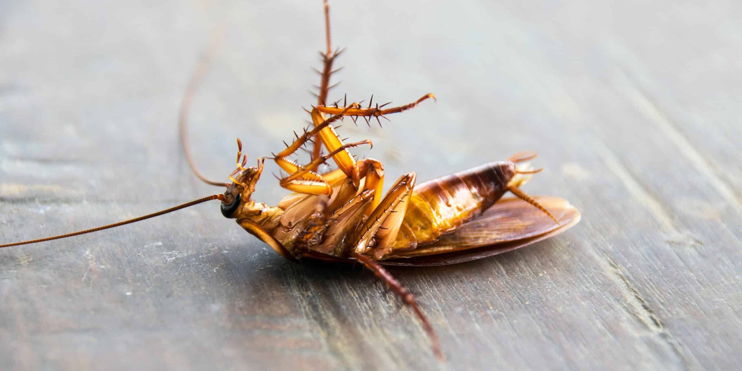 Close up Dead cockroach on wood floor