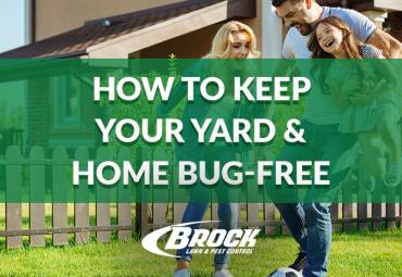 How to Keep Your Yard & Home Bug-Free