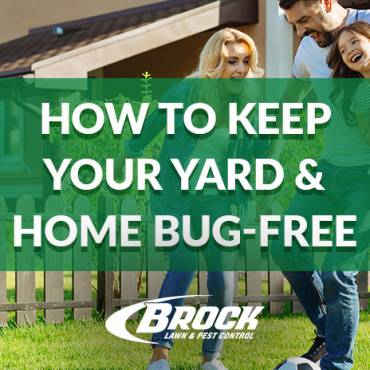How to Keep Your Yard & Home Bug-Free
