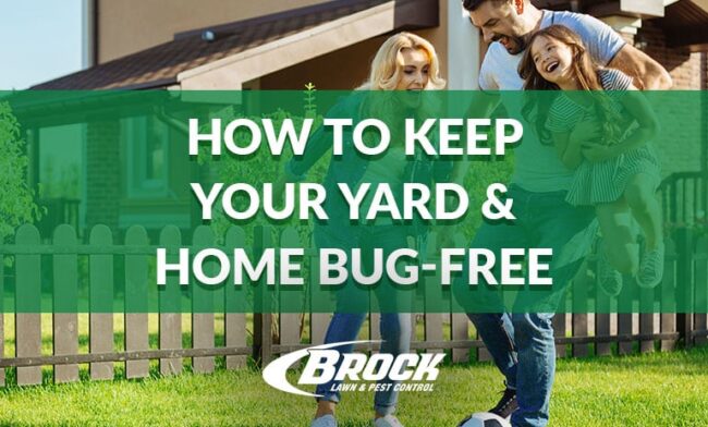 How to Keep Your Yard 7 Home Bug-Free