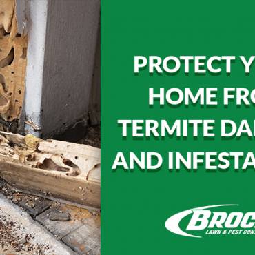 Termite Prevention Tips