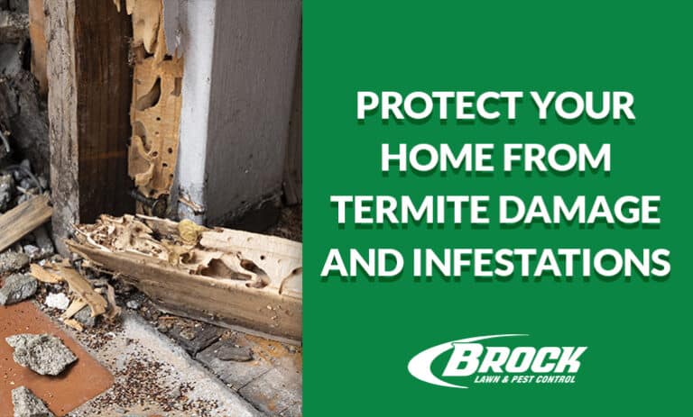 BrockPest_BlogImage_Protect-Home-from-Termite-Infestations