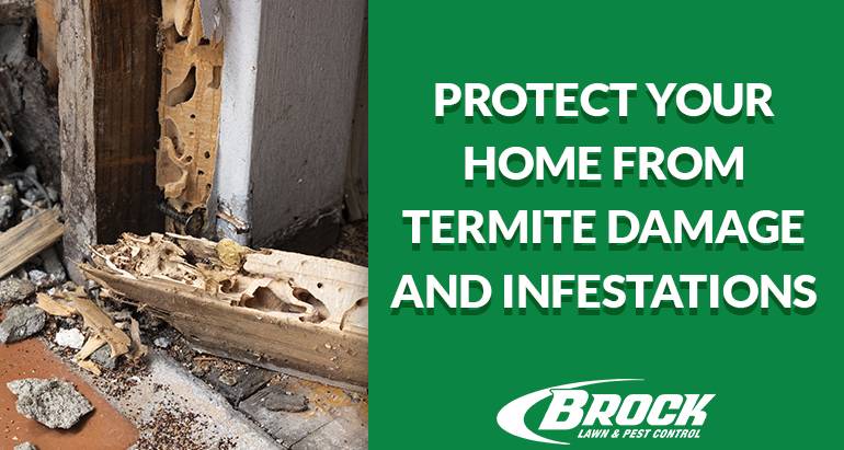Termite Prevention Tips