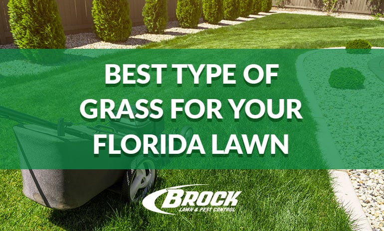 Best Type of Grass for Your Florida Lawn