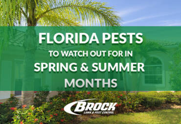 Florida Pests to Watch for in Spring and Summer Months