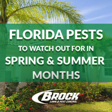 Florida Pests to Watch for in Spring and Summer Months