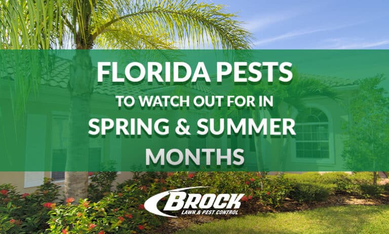 BrockPest_BlogImage_Florida-Pests-Spring_Summer