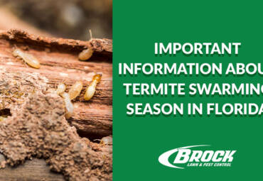 Important Information about Termite Swarming Season in Florida