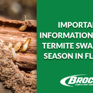 Important Information about Termite Swarming Season in Florida