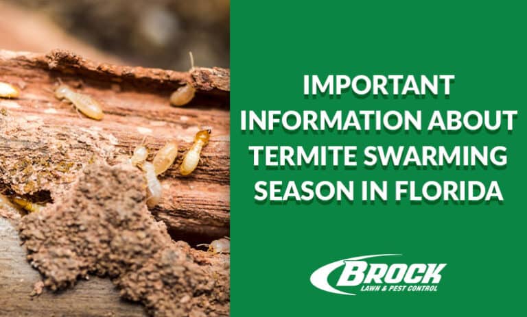 BrockPest_BlogImage_Termite-Swarming-Season