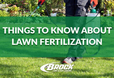 Things to Know about Lawn Fertilization