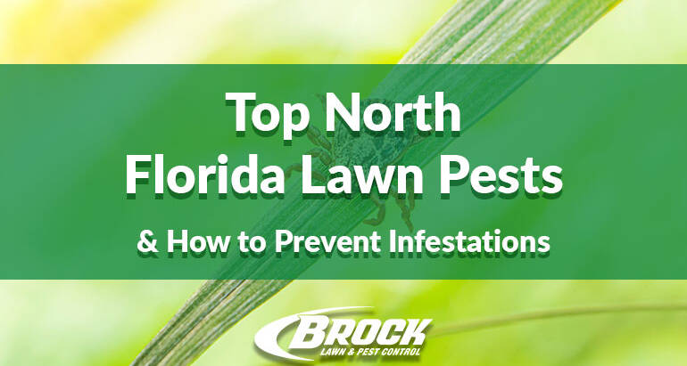 Top North Florida Lawn Pests & How to Prevent Infestations