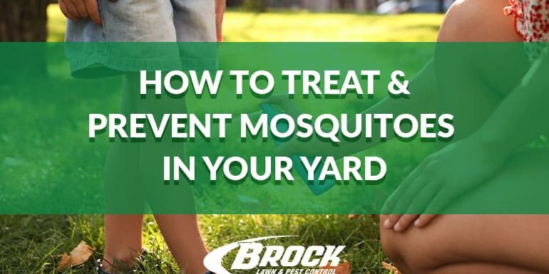 how-to-treat-prevent-mosquitoes-in-your-yard-brock-pest-control