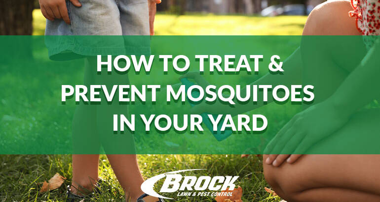 How to Treat & Prevent Mosquitoes in Your Yard