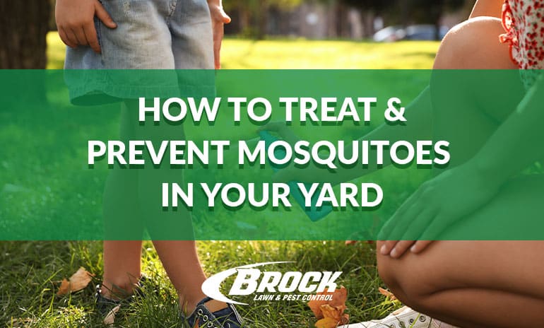 How to Treat & Prevent Mosquitoes in Your Yard