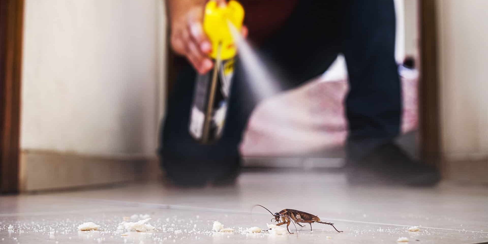 BrockPest_BlogImage_How-To-Survive-Roaches-in-Florida