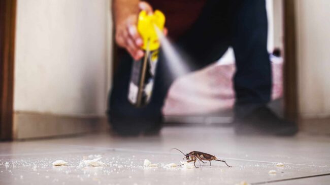 BrockPest_BlogImage_How-To-Survive-Roaches-in-Florida