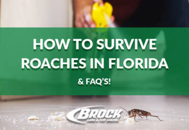 How to Survive Roaches in Florida (& FAQ’s!)