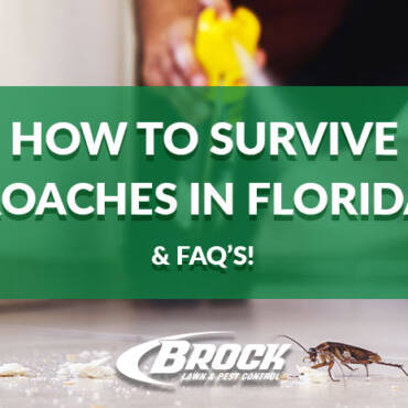 How to Survive Roaches in Florida (& FAQ’s!)