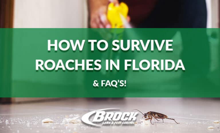 BrockPest_BlogImage_How-To-Survive-Roaches-in-Florida