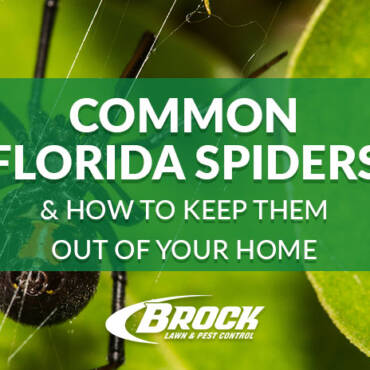 Common Florida Spiders & How to Keep Them Out of Your Home