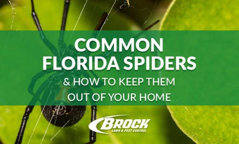 BrockPest_BlogImage_Common-Florida-Spiders