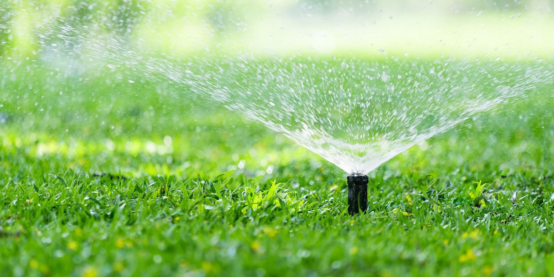 BrockPest_BlogImage_How-Much-Water-Does-Your-Lawn-Need