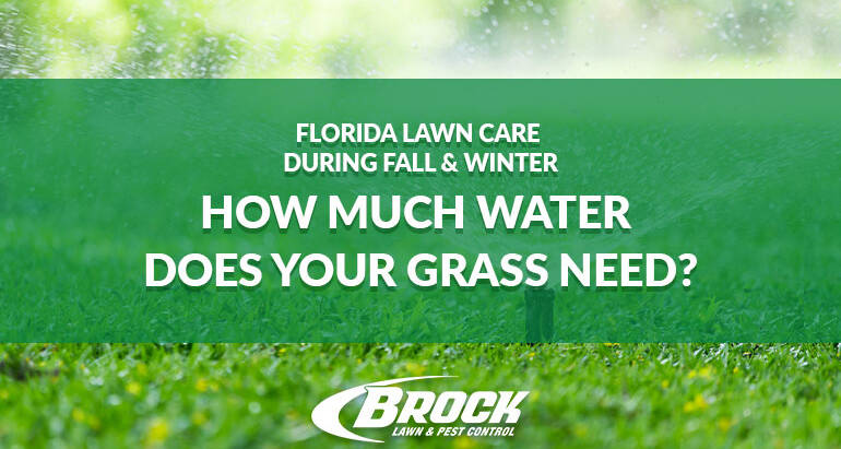 Florida Lawn Care During Fall & Winter – How Much Water Does Your Grass Need?