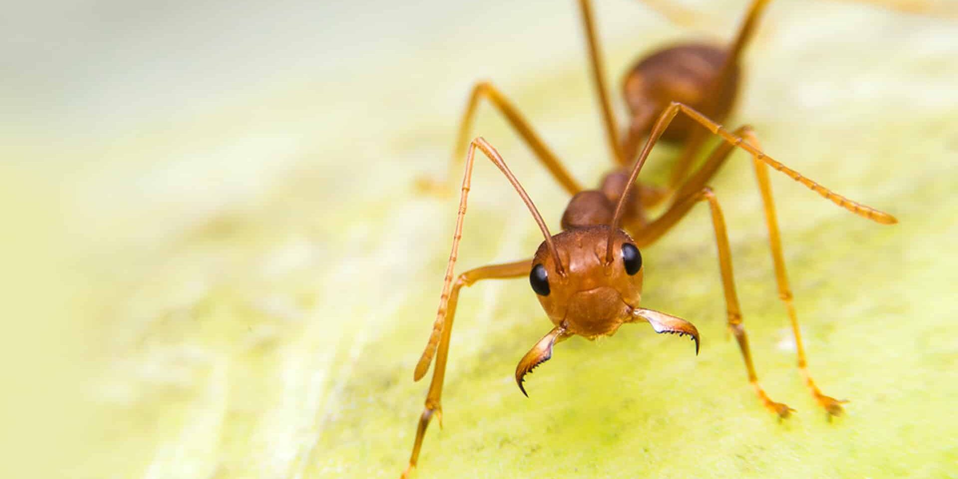 BrockPest_BlogImage_How to Treat & Prevent Fire Ants