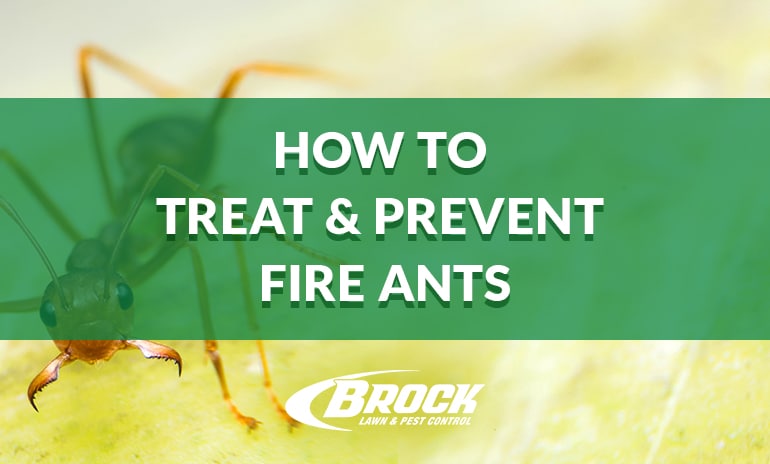 How to Treat & Prevent Fire Ants